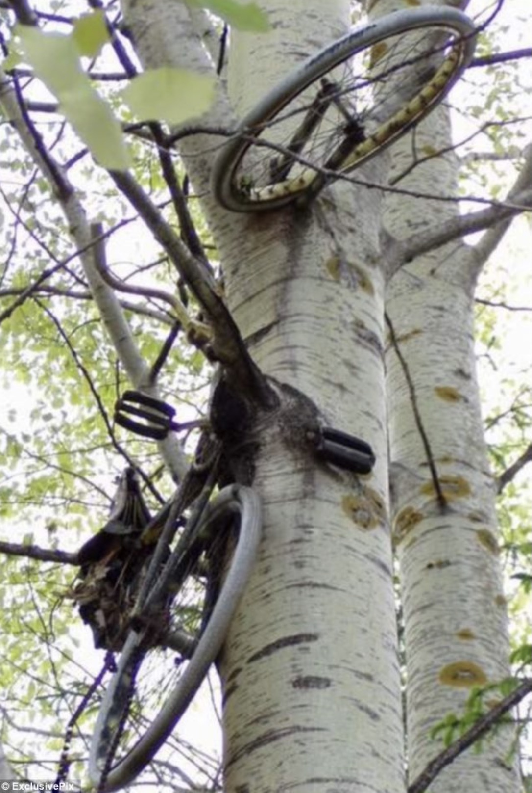 tree grows around bike - Exclusive Pix